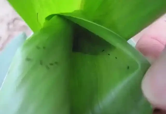 薊馬不是馬,危害很可怕!薊馬危害高畫質圖譜及防治方法