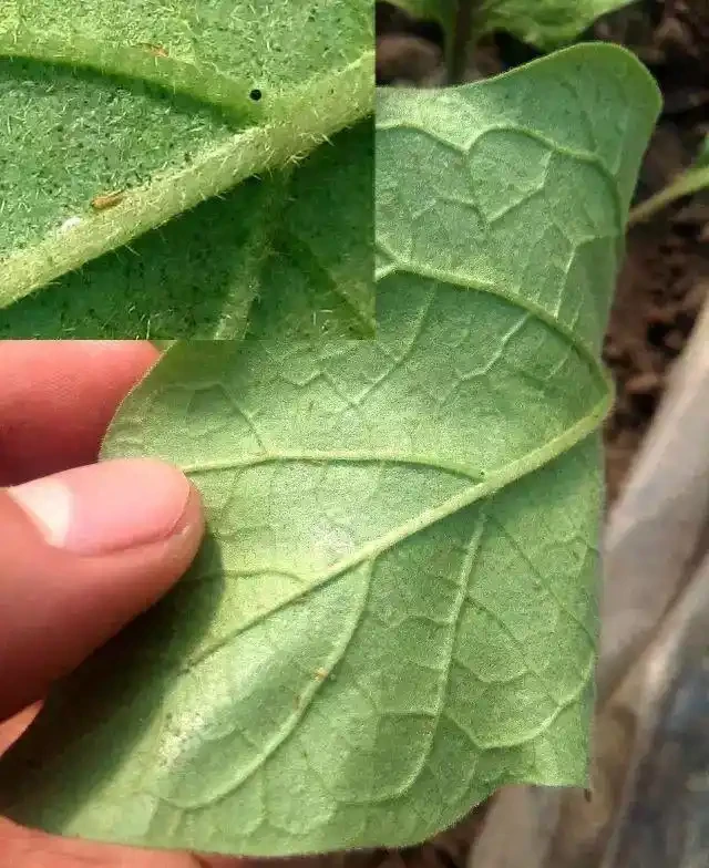 薊馬不是馬,危害很可怕!薊馬危害高畫質圖譜及防治方法