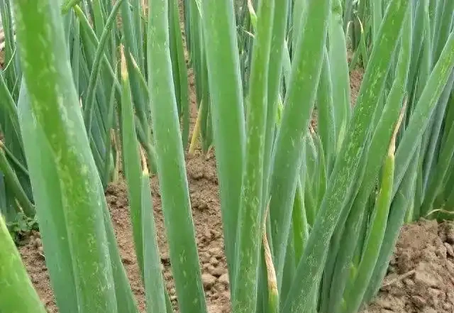 薊馬不是馬,危害很可怕!薊馬危害高畫質圖譜及防治方法