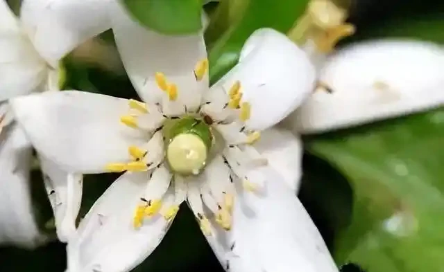 薊馬不是馬,危害很可怕!薊馬危害高畫質圖譜及防治方法