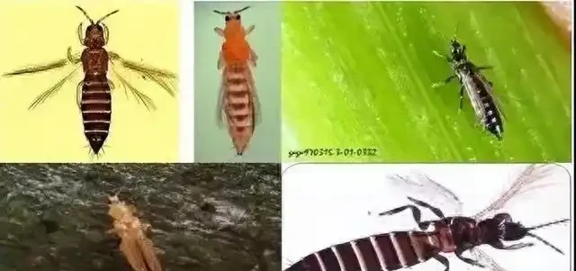 薊馬不是馬,危害很可怕!薊馬危害高畫質圖譜及防治方法