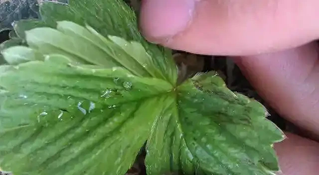 薊馬不是馬,危害很可怕!薊馬危害高畫質圖譜及防治方法