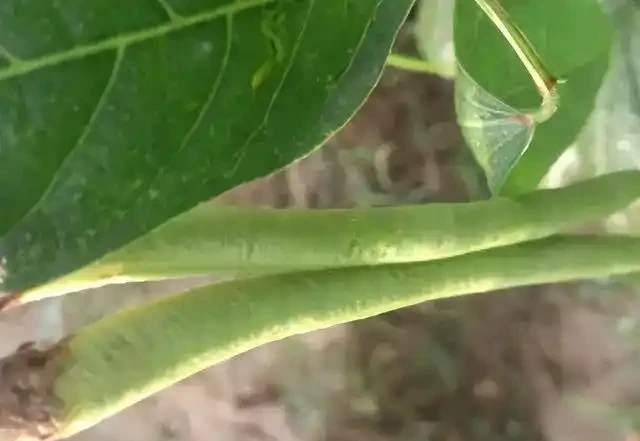 薊馬不是馬,危害很可怕!薊馬危害高畫質圖譜及防治方法
