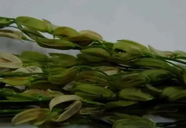 薊馬不是馬,危害很可怕!薊馬危害高畫質圖譜及防治方法