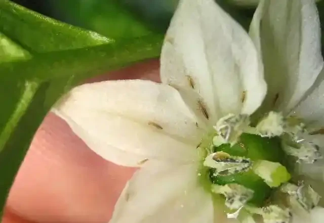 薊馬不是馬,危害很可怕!薊馬危害高畫質圖譜及防治方法