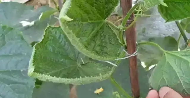 薊馬不是馬,危害很可怕!薊馬危害高畫質圖譜及防治方法
