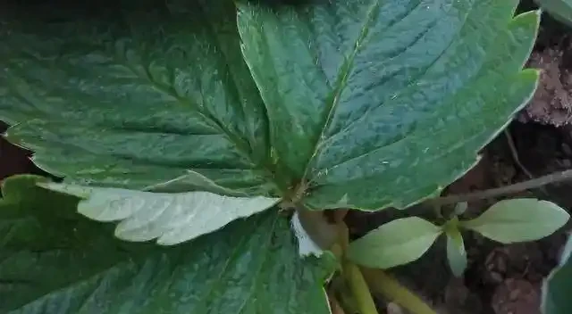 薊馬不是馬,危害很可怕!薊馬危害高畫質圖譜及防治方法