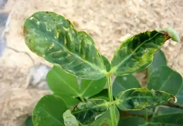 薊馬不是馬,危害很可怕!薊馬危害高畫質圖譜及防治方法