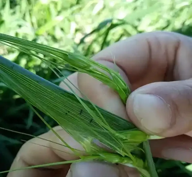 薊馬不是馬,危害很可怕!薊馬危害高畫質圖譜及防治方法