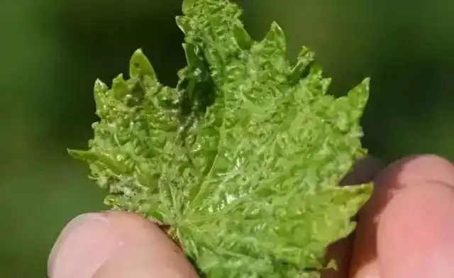 薊馬不是馬,危害很可怕!薊馬危害高畫質圖譜及防治方法