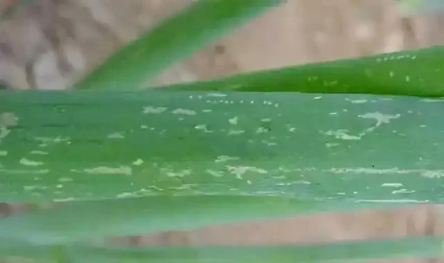 薊馬不是馬,危害很可怕!薊馬危害高畫質圖譜及防治方法