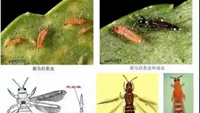 薊馬不是馬,危害很可怕!薊馬危害高畫質圖譜及防治方法