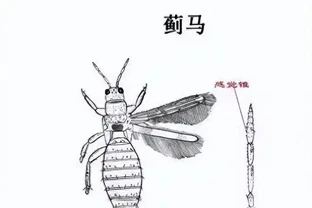 薊馬不是馬，危害很可怕！薊馬危害高畫質圖譜及防治方法