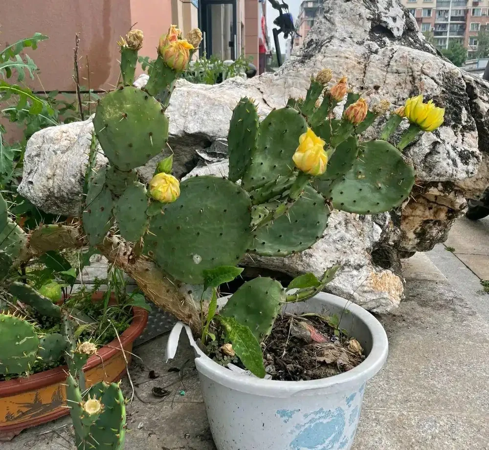仙人掌已被拉入黑名單，原因有4點，花友們不要再養了