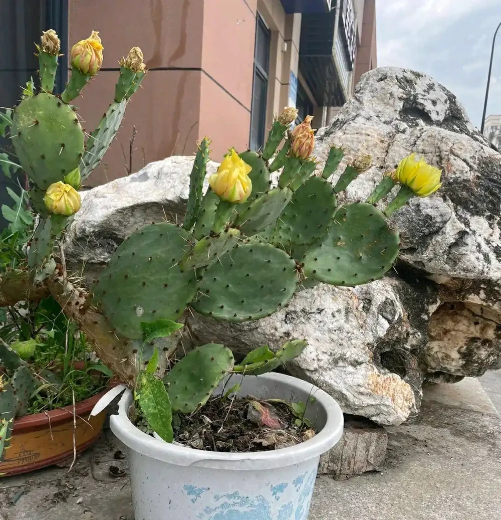 仙人掌已被拉入黑名單，原因有4點，花友們不要再養了