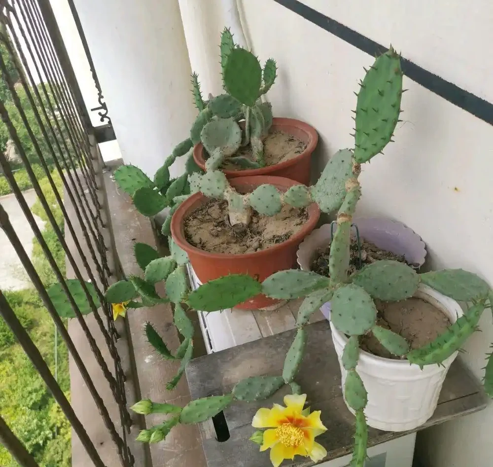 仙人掌已被拉入黑名單，原因有4點，花友們不要再養了