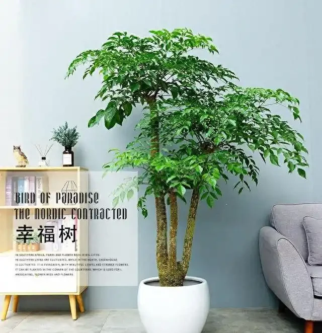 這兩年爆火的幸福樹,這樣養護管理才不掉葉子,否則葉片一夜掉光