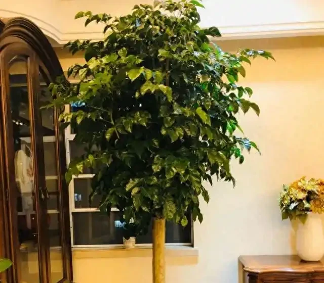 這兩年爆火的幸福樹,這樣養護管理才不掉葉子,否則葉片一夜掉光