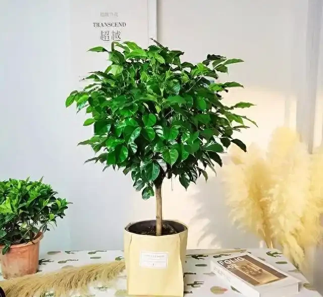 這兩年爆火的幸福樹,這樣養護管理才不掉葉子,否則葉片一夜掉光