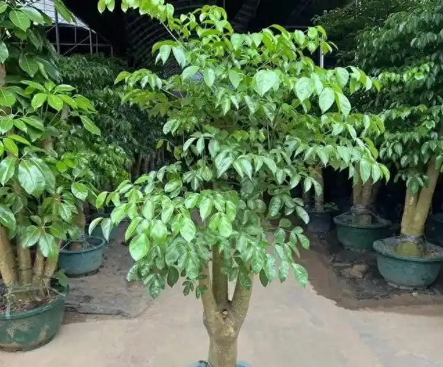 這兩年爆火的幸福樹,這樣養護管理才不掉葉子,否則葉片一夜掉光