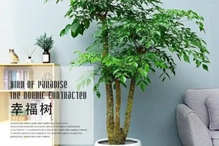 這兩年爆火的幸福樹，這樣養護管理才不掉葉子，否則葉片一夜掉光