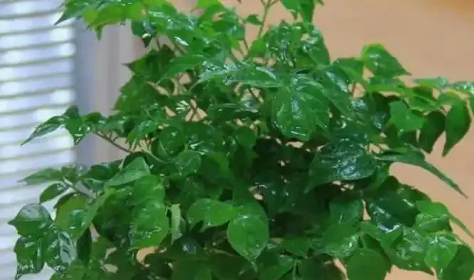 幸福樹葉片有「黑點」?發現後馬上處理,晚了葉子全掉光