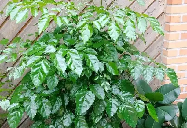 幸福樹葉片有「黑點」?發現後馬上處理,晚了葉子全掉光