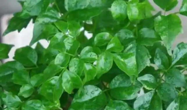 幸福樹葉片有「黑點」?發現後馬上處理,晚了葉子全掉光