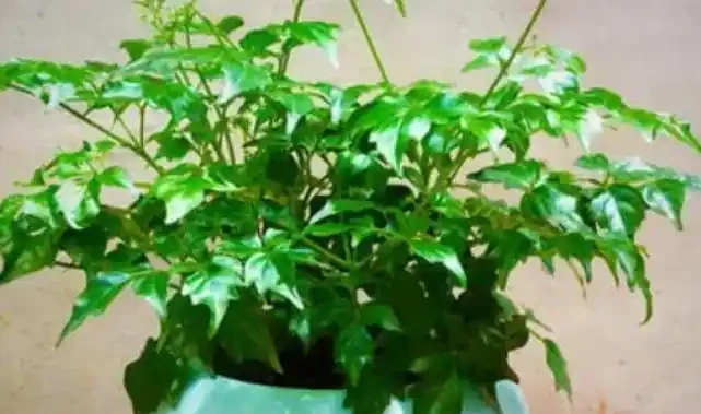 幸福樹葉片有「黑點」?發現後馬上處理,晚了葉子全掉光