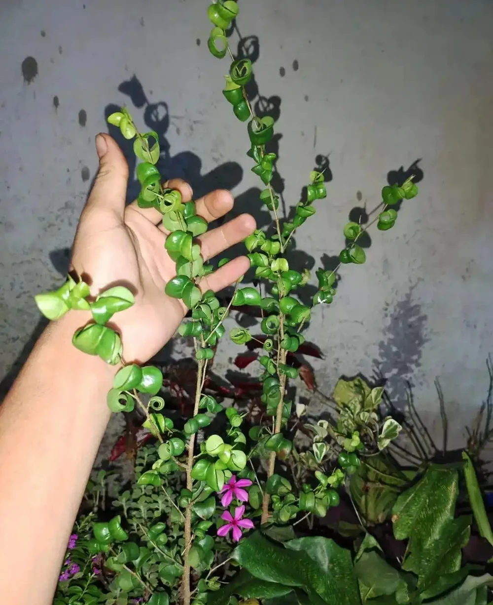 耐陰或喜歡陽光的7種大型綠植,看看哪一種適合你家