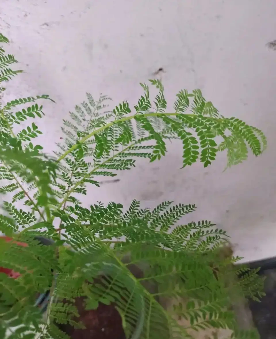 耐陰或喜歡陽光的7種大型綠植,看看哪一種適合你家