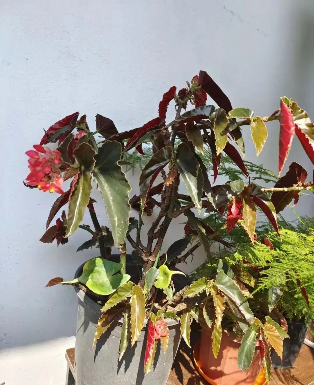 耐陰或喜歡陽光的7種大型綠植,看看哪一種適合你家