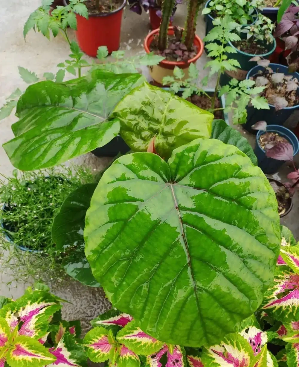 耐陰或喜歡陽光的7種大型綠植,看看哪一種適合你家