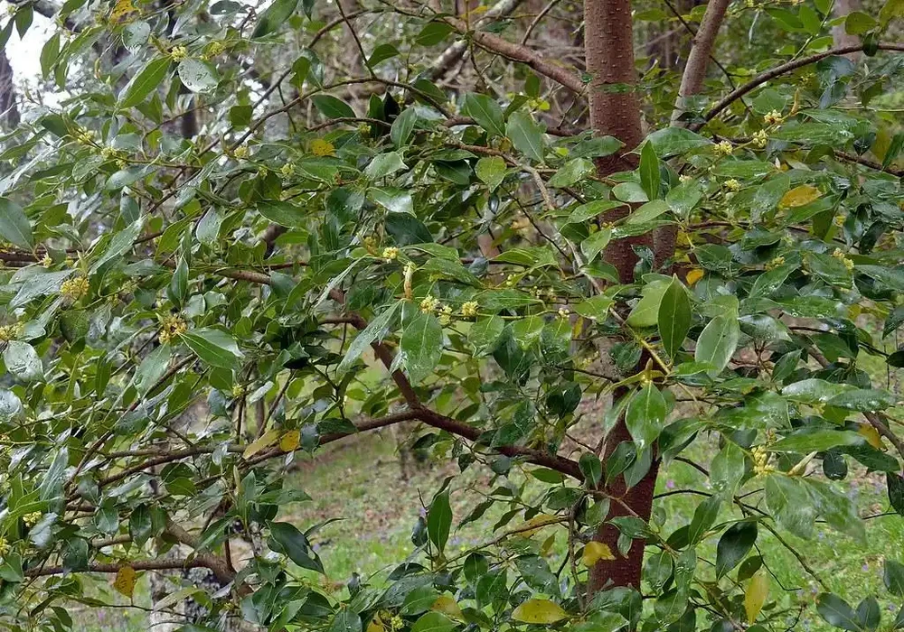 盤點全球十大耐寒樹種,它們四季常青傲霜凌雪遺世獨立
