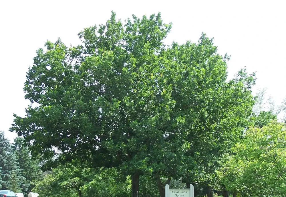 盤點全球十大耐寒樹種,它們四季常青傲霜凌雪遺世獨立