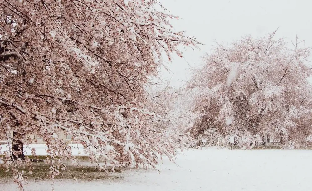 盤點全球十大耐寒樹種,它們四季常青傲霜凌雪遺世獨立