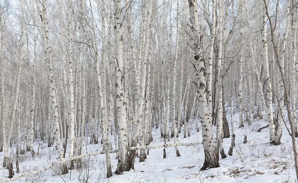 盤點全球十大耐寒樹種,它們四季常青傲霜凌雪遺世獨立