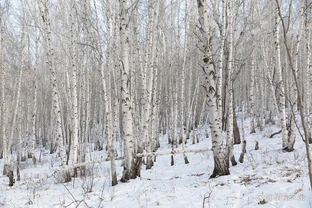 盤點全球十大耐寒樹種，它們四季常青傲霜凌雪遺世獨立