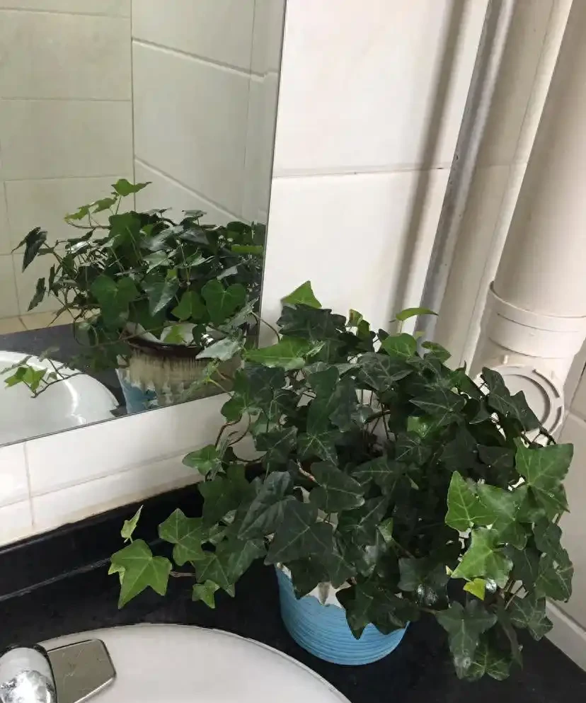 衛生間「臭烘烘」?養著6種「吸臭花」,臭氣吸的乾乾淨淨!