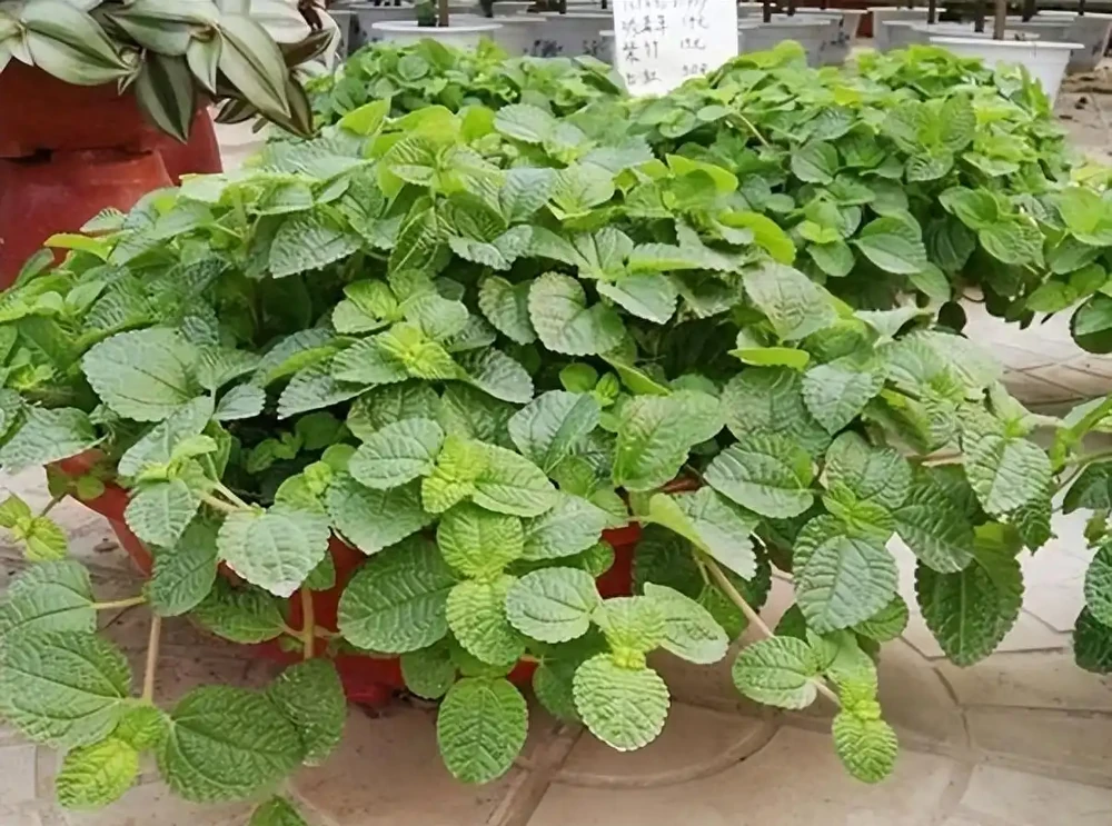 衛生間「臭烘烘」?養著6種「吸臭花」,臭氣吸的乾乾淨淨!