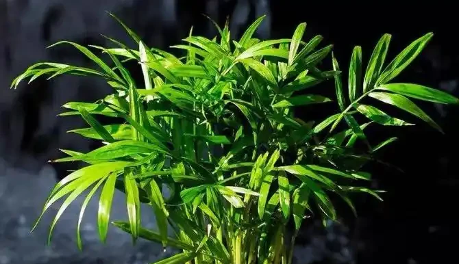 家裡光線不好,這8種植物不需要陽光,非常適合室內養護