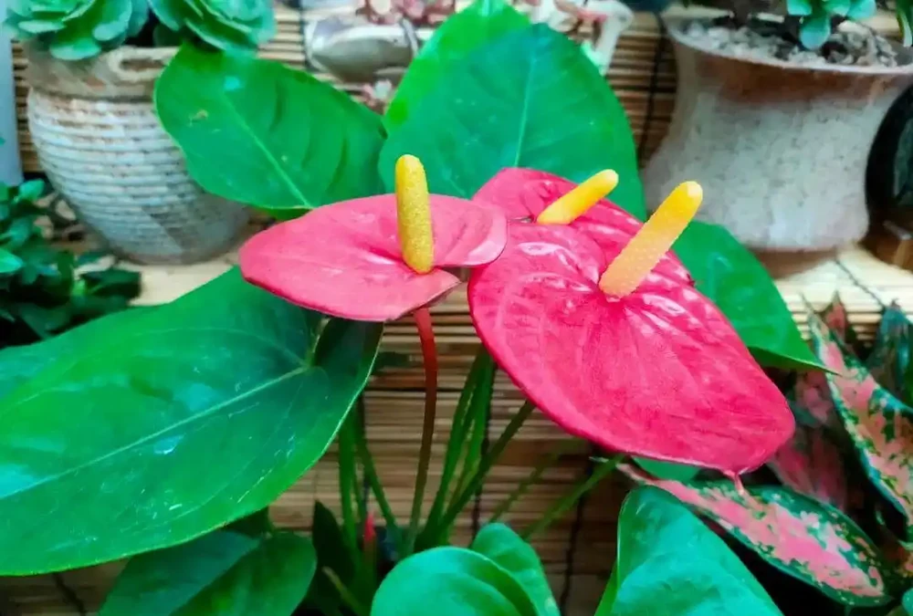 家裡光線不好,這8種植物不需要陽光,非常適合室內養護