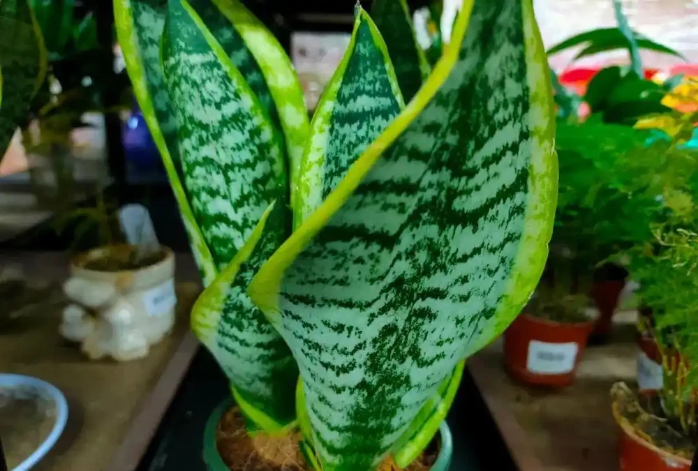 家裡光線不好,這8種植物不需要陽光,非常適合室內養護