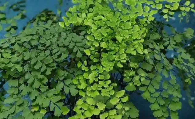 家裡光線不好,這8種植物不需要陽光,非常適合室內養護