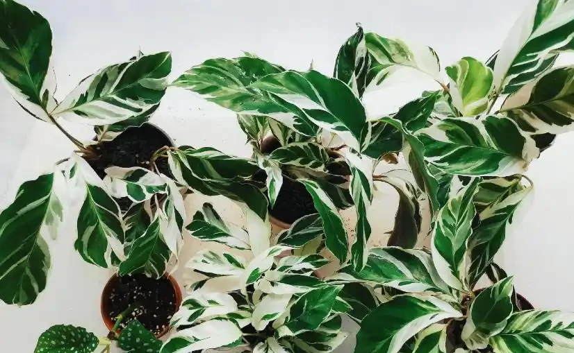 家裡光線不好,這8種植物不需要陽光,非常適合室內養護
