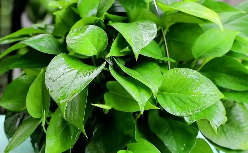 家裡光線不好,這8種植物不需要陽光,非常適合室內養護