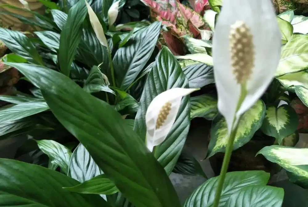家裡光線不好,這8種植物不需要陽光,非常適合室內養護