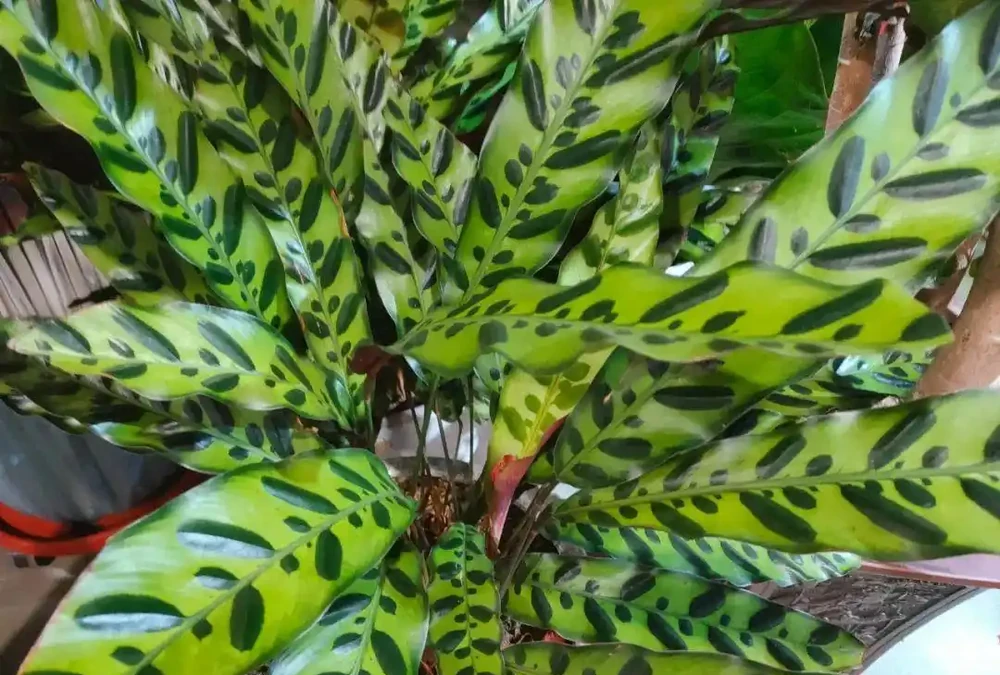 家裡光線不好,這8種植物不需要陽光,非常適合室內養護