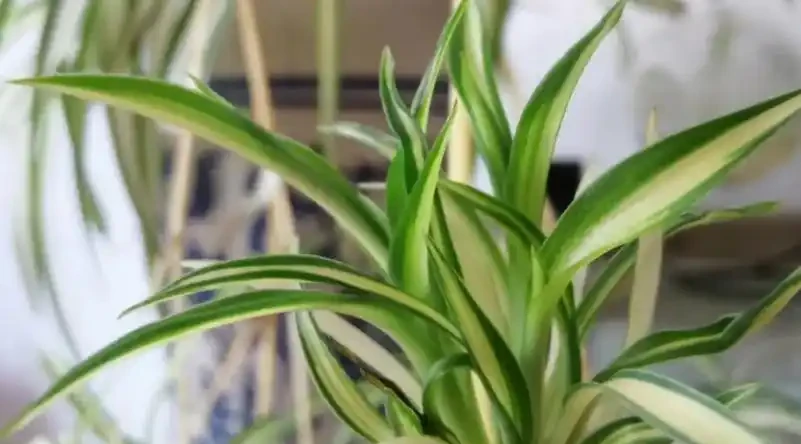 家裡光線不好,這8種植物不需要陽光,非常適合室內養護