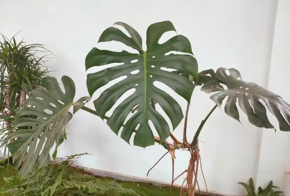 家裡光線不好,這8種植物不需要陽光,非常適合室內養護